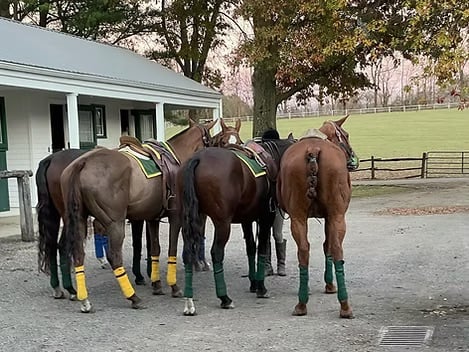 LPA_Ponies
